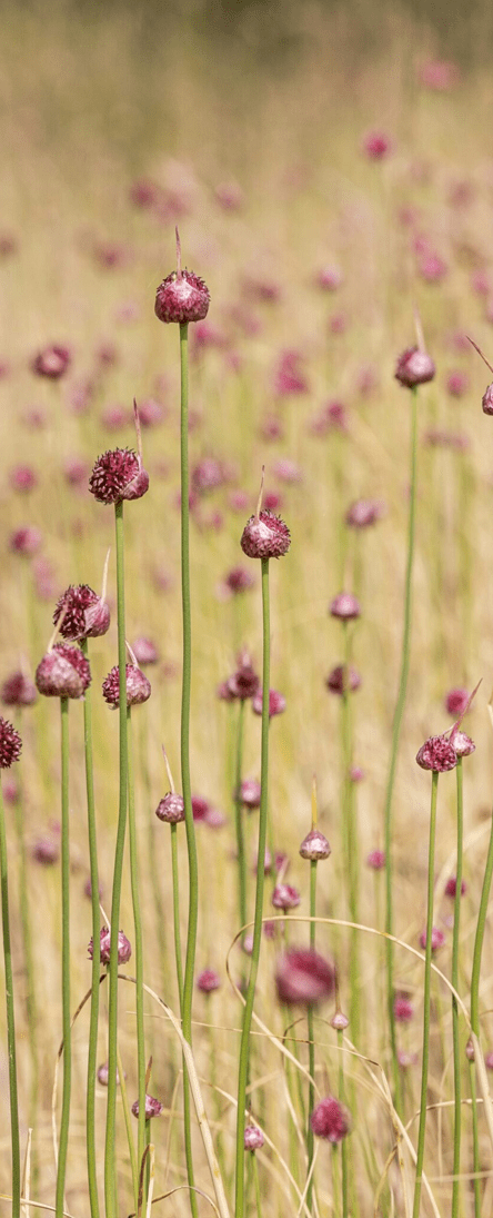 https://liminalpathwayscounseling.com/wp-content/uploads/2024/10/pink-flowers.png